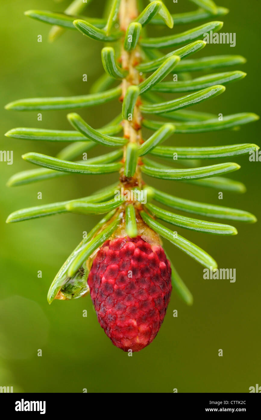 L'abete bianco (Picea glauca) cono in via di sviluppo al fine di diramazione, maggiore Sudbury, Ontario, Canada Foto Stock