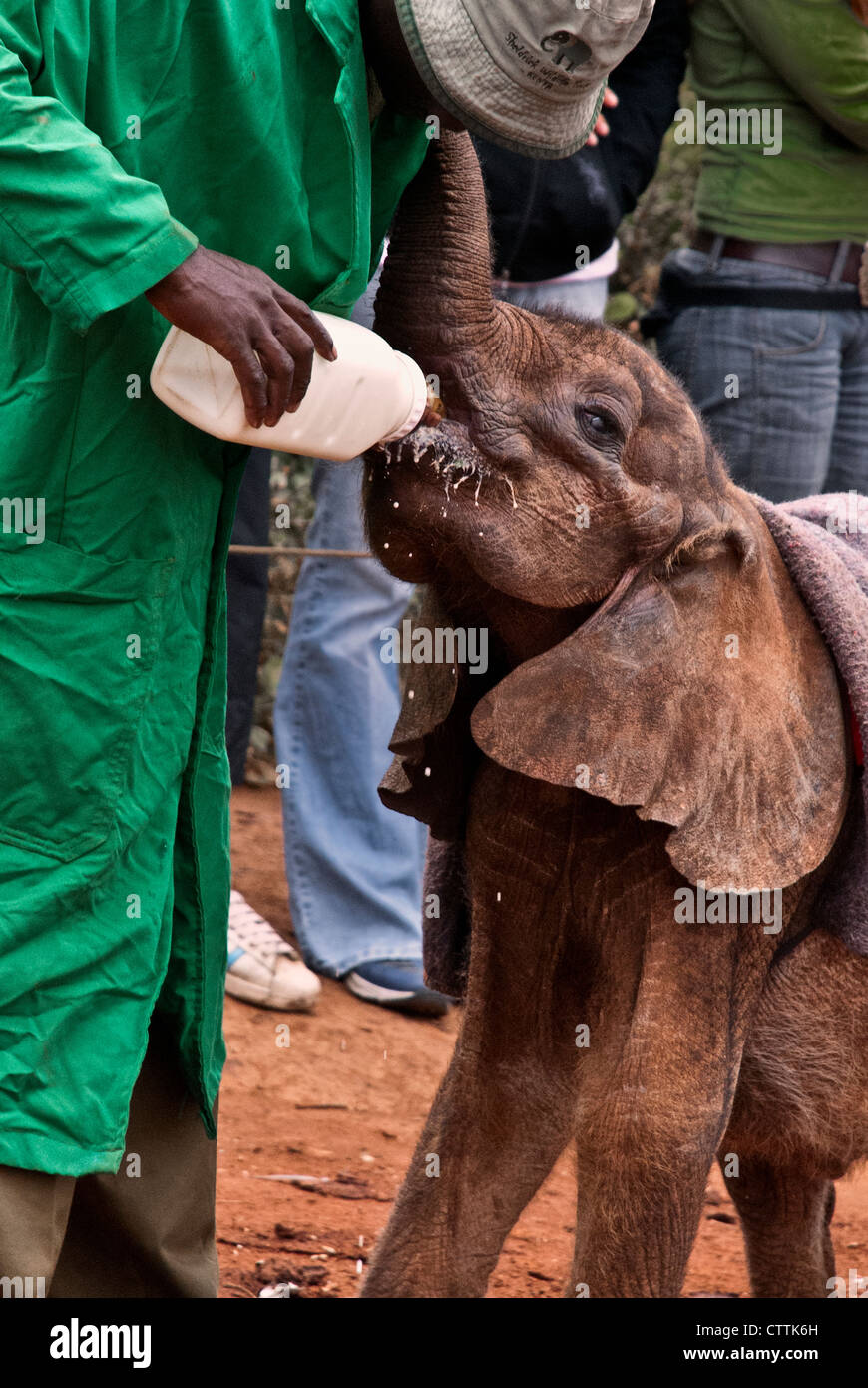 Elefante africano di vitello, Loxodonta africana, bere latte da una bottiglia, Sheldrick l'Orfanotrofio degli Elefanti, Nairobi, Kenya, Africa Foto Stock