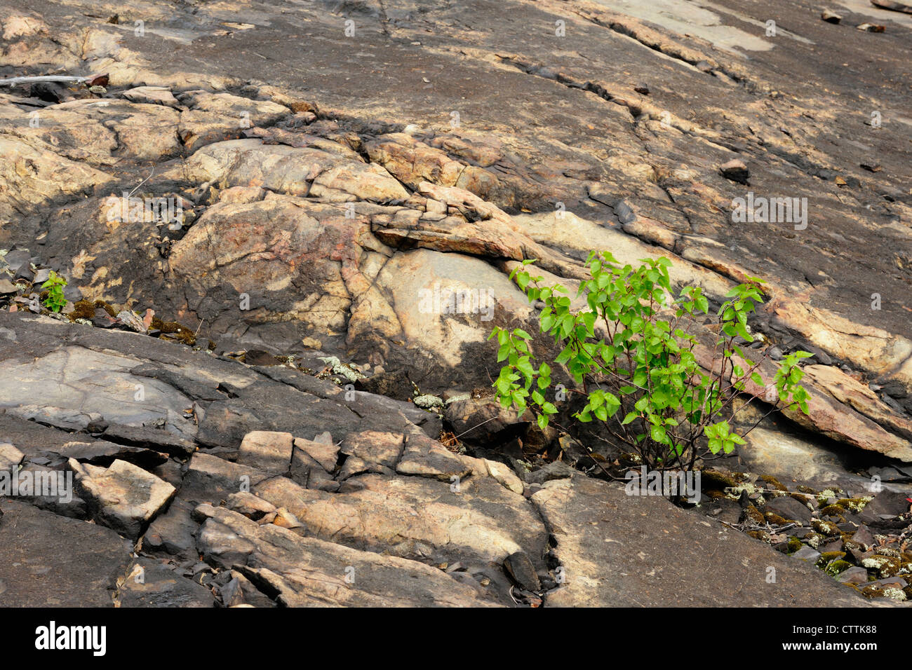 Bianco (betulla Betula papyrifera) Piantina nel terreno roccioso, maggiore Sudbury, Ontario, Canada Foto Stock