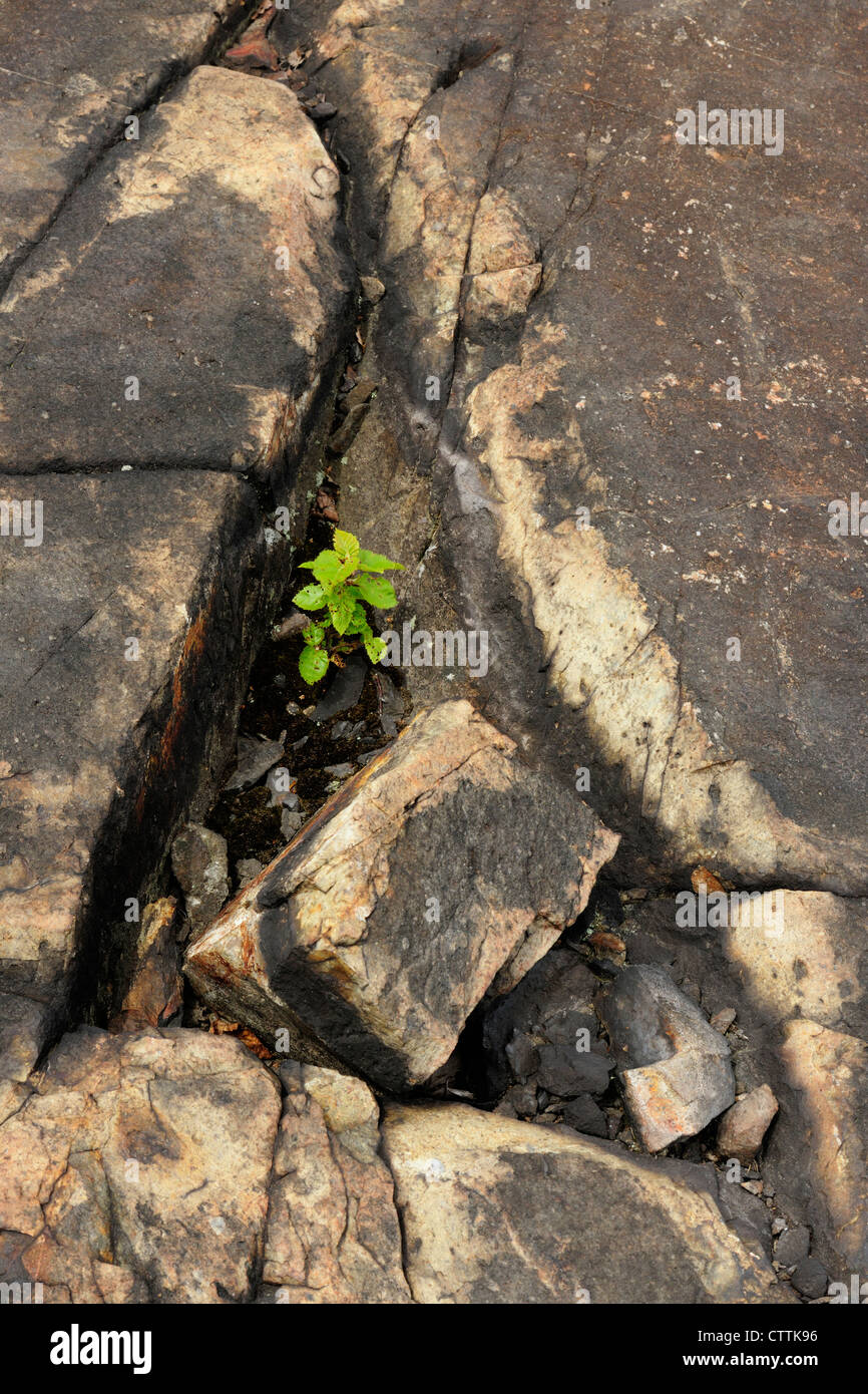 Bianco (betulla Betula papyrifera) Piantina nel terreno roccioso, maggiore Sudbury, Ontario, Canada Foto Stock