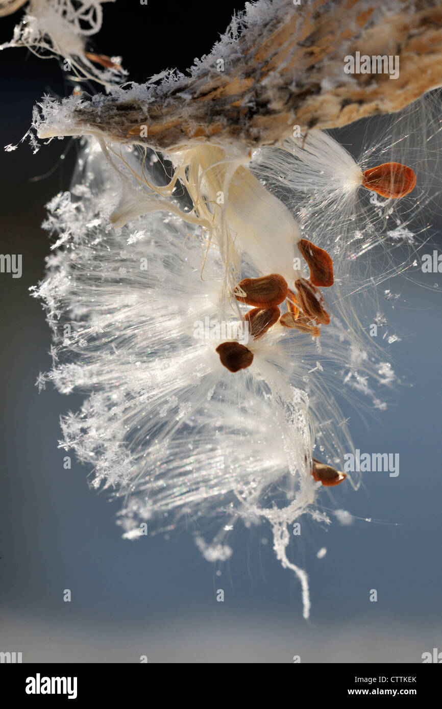 Milkweed comune (Asclepias syriaca) Seedpod con polvere di neve, maggiore Sudbury, Ontario, Canada Foto Stock