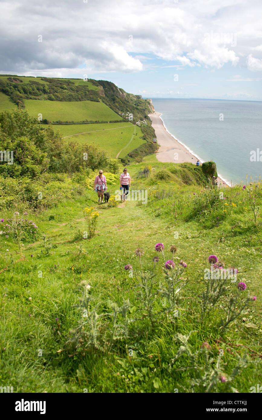 © Pic da Guy Newman. I camminatori con cani salire la South West Cliff Percorso fuori Branscome nel Devon. Foto Stock