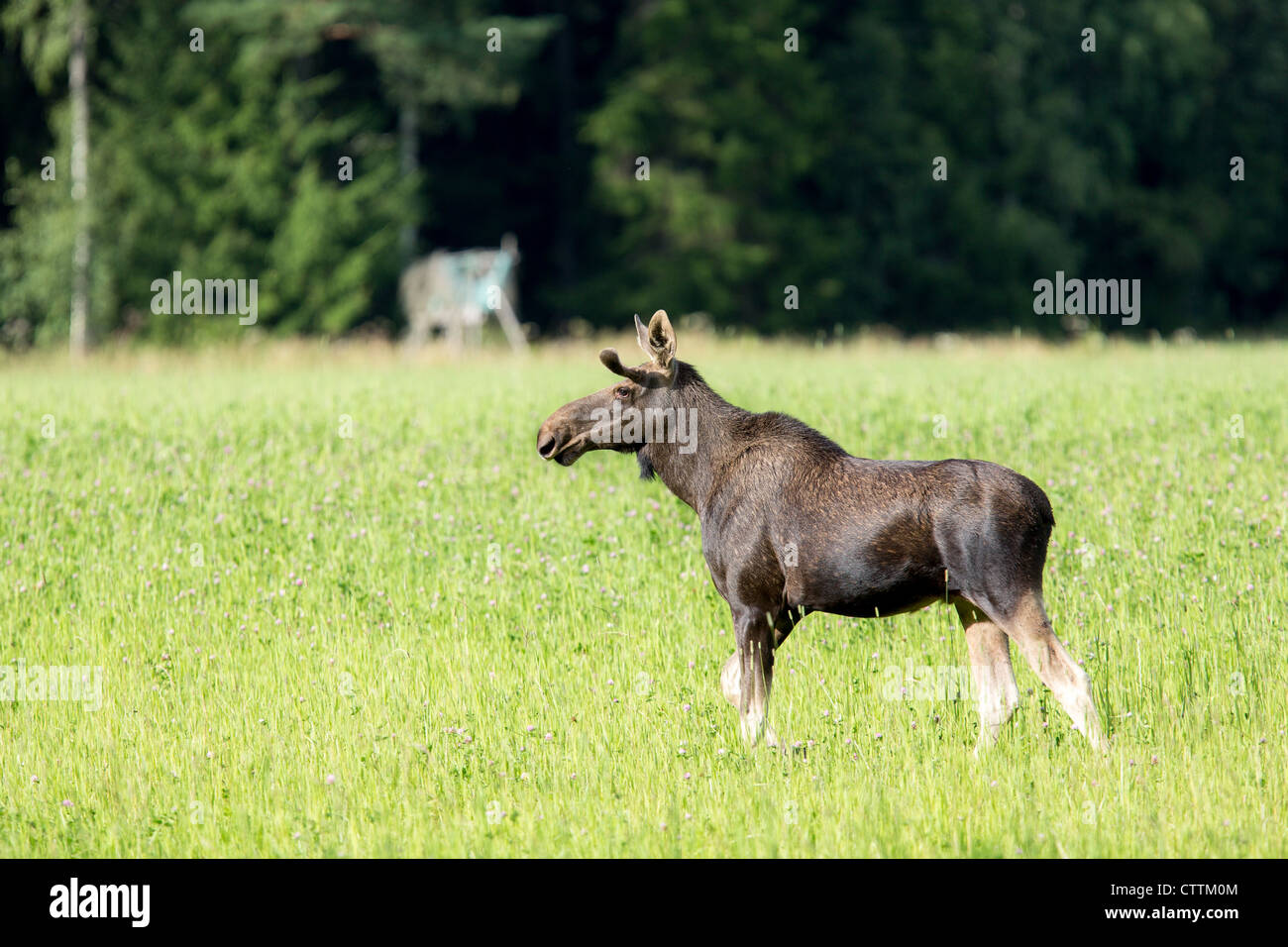 Un selvaggio alci pascolare in un prato Foto Stock