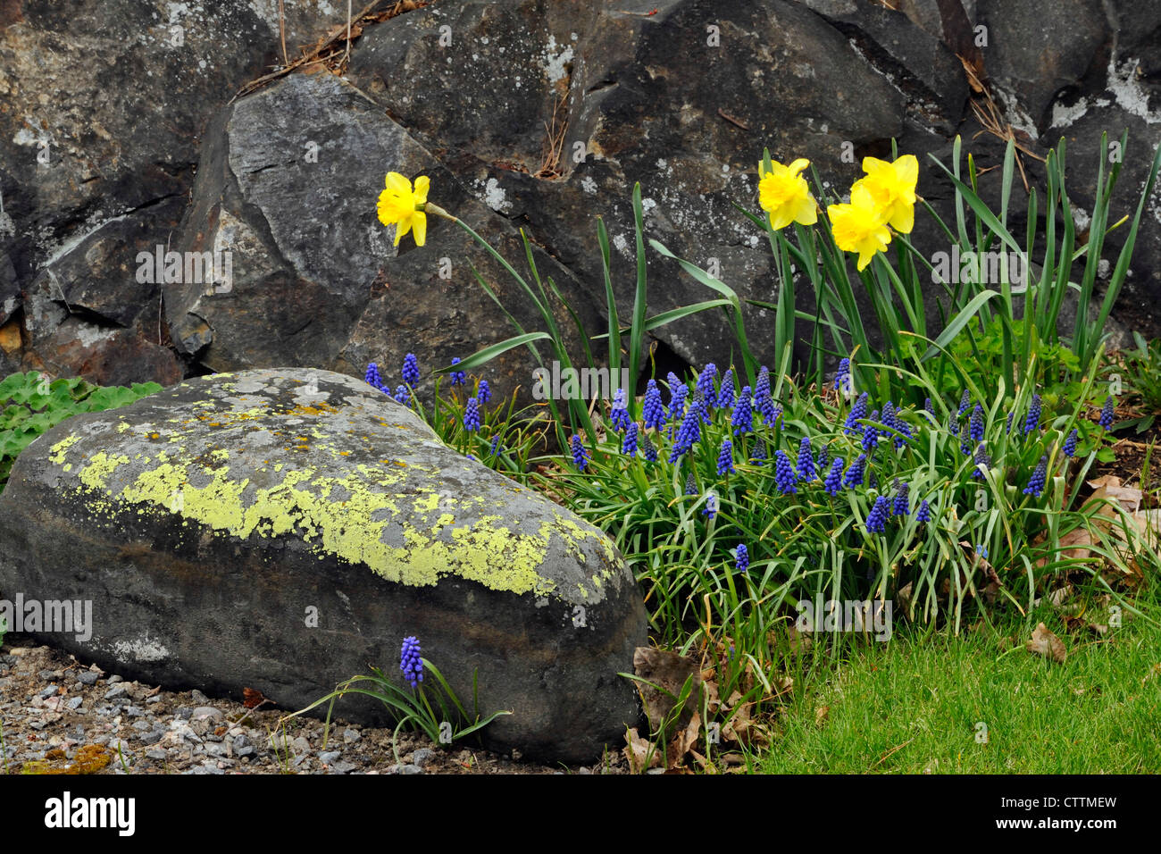 Giunchiglie (Narcissus) e Giacinto di uva (Muscari spp. e cv.)- informale impostazione giardino, maggiore Sudbury, Ontario, Canada Foto Stock