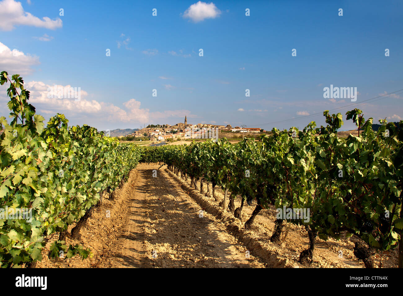 Vigneto in autunno.La Rioja.Spagna. Foto Stock