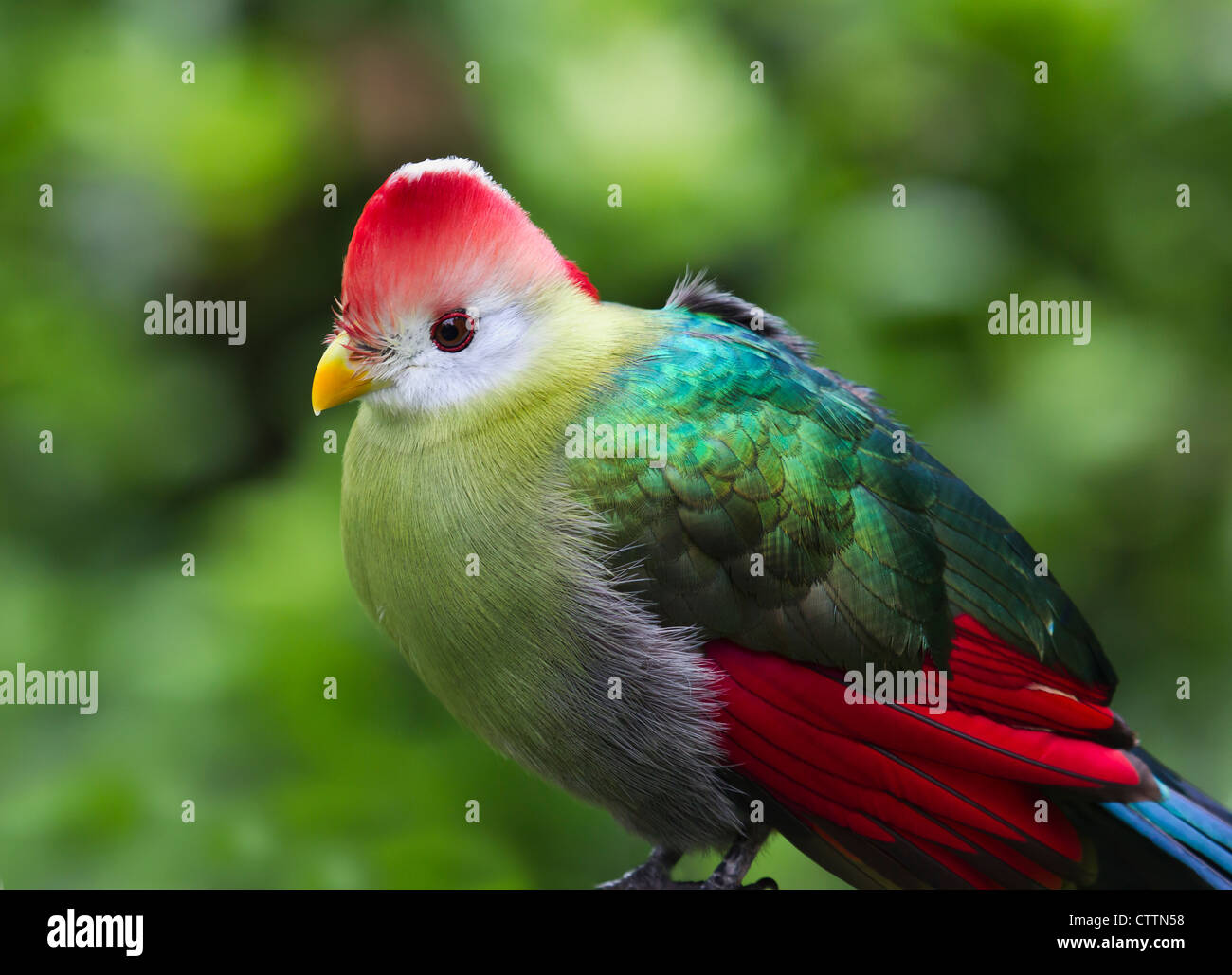 Red crested's Turaco (Tauraco erithrolophus) Foto Stock