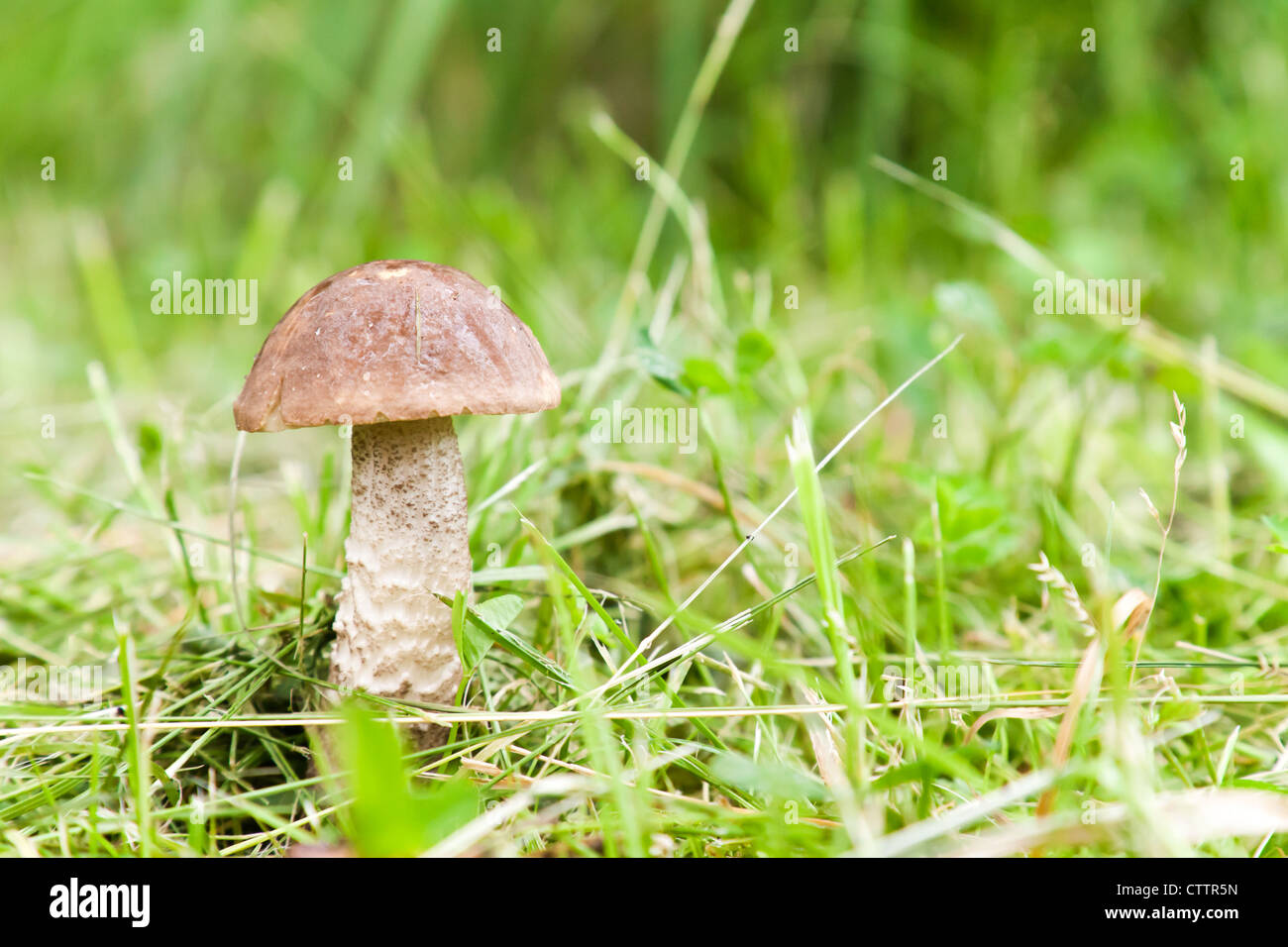 Tappo marrone boletus Foto Stock