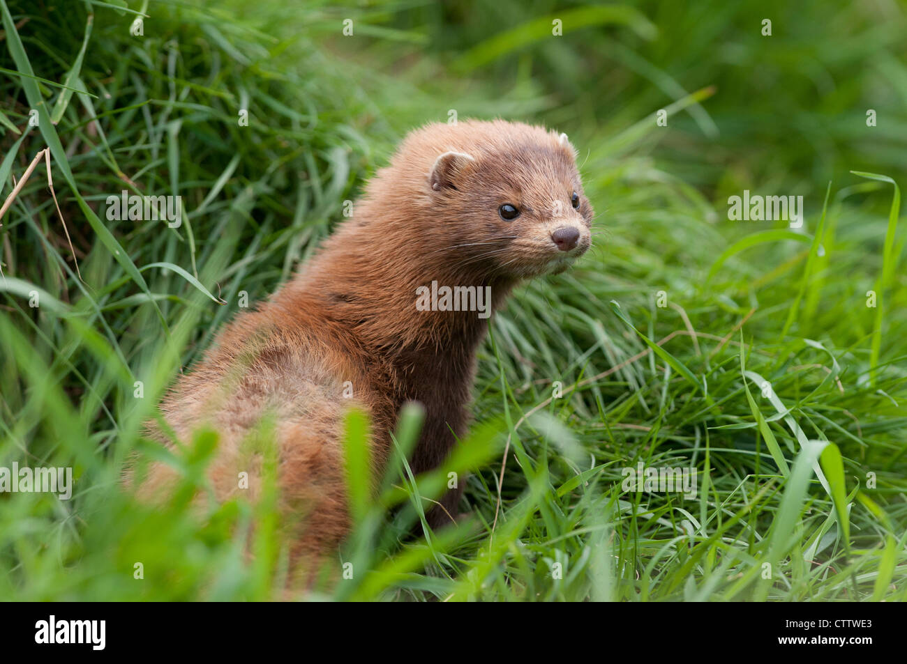 American visoni (Neovison vison) Foto Stock