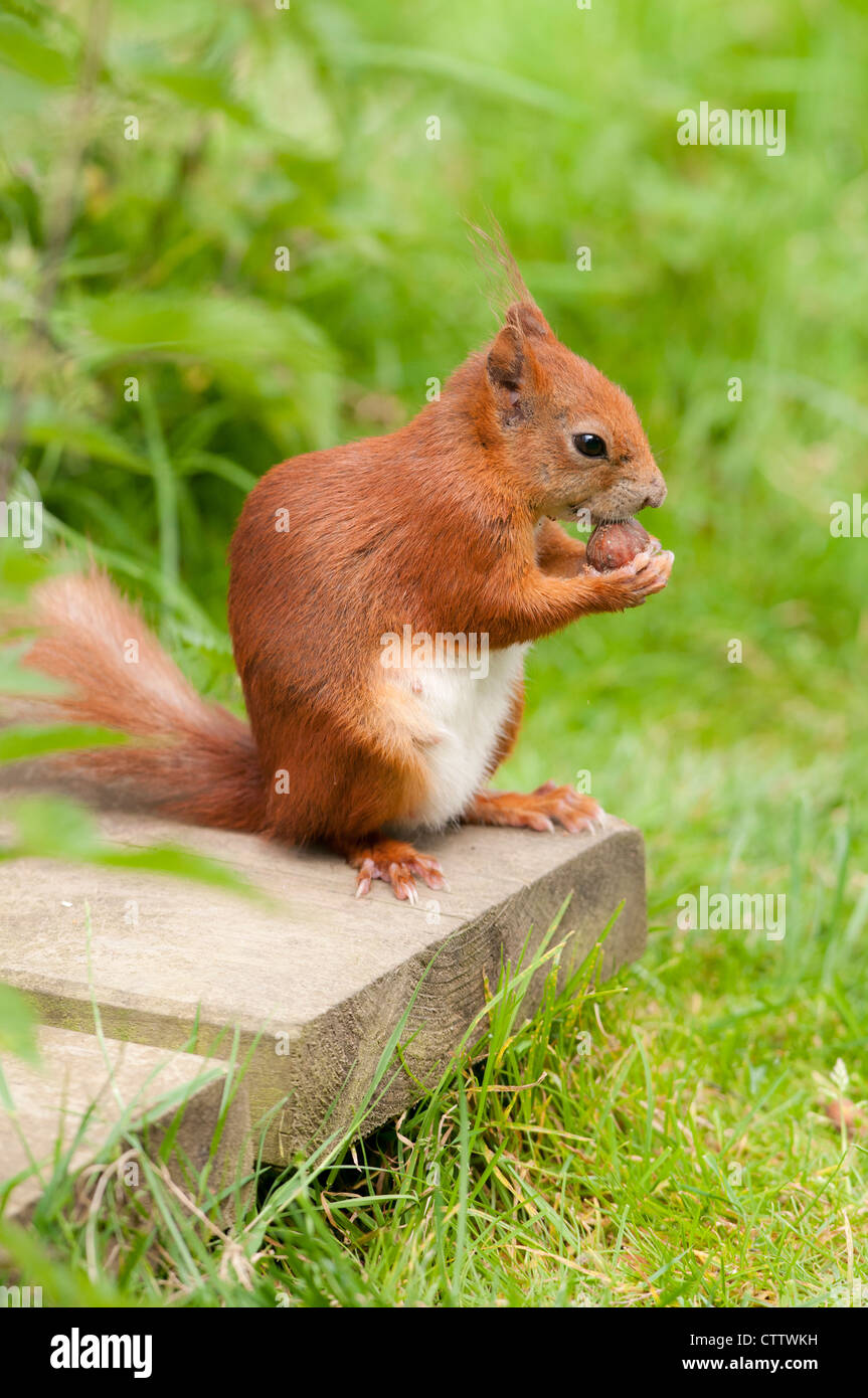 Red scoiattolo (Sciurus vulgaris) Foto Stock