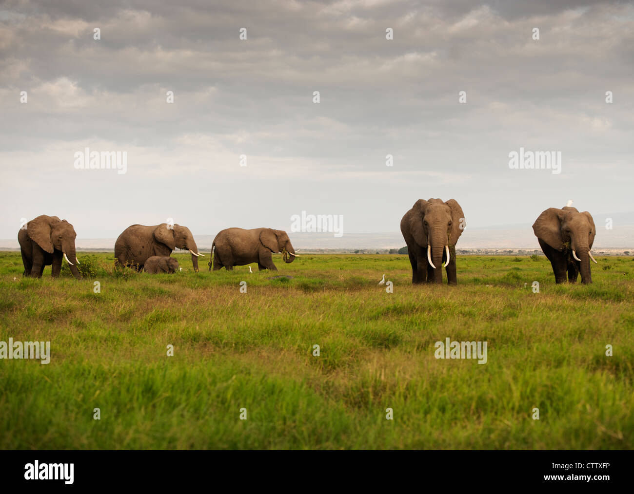 Gli elefanti nel Parco Nazionale della Sierra Nevada, Spagna Foto Stock