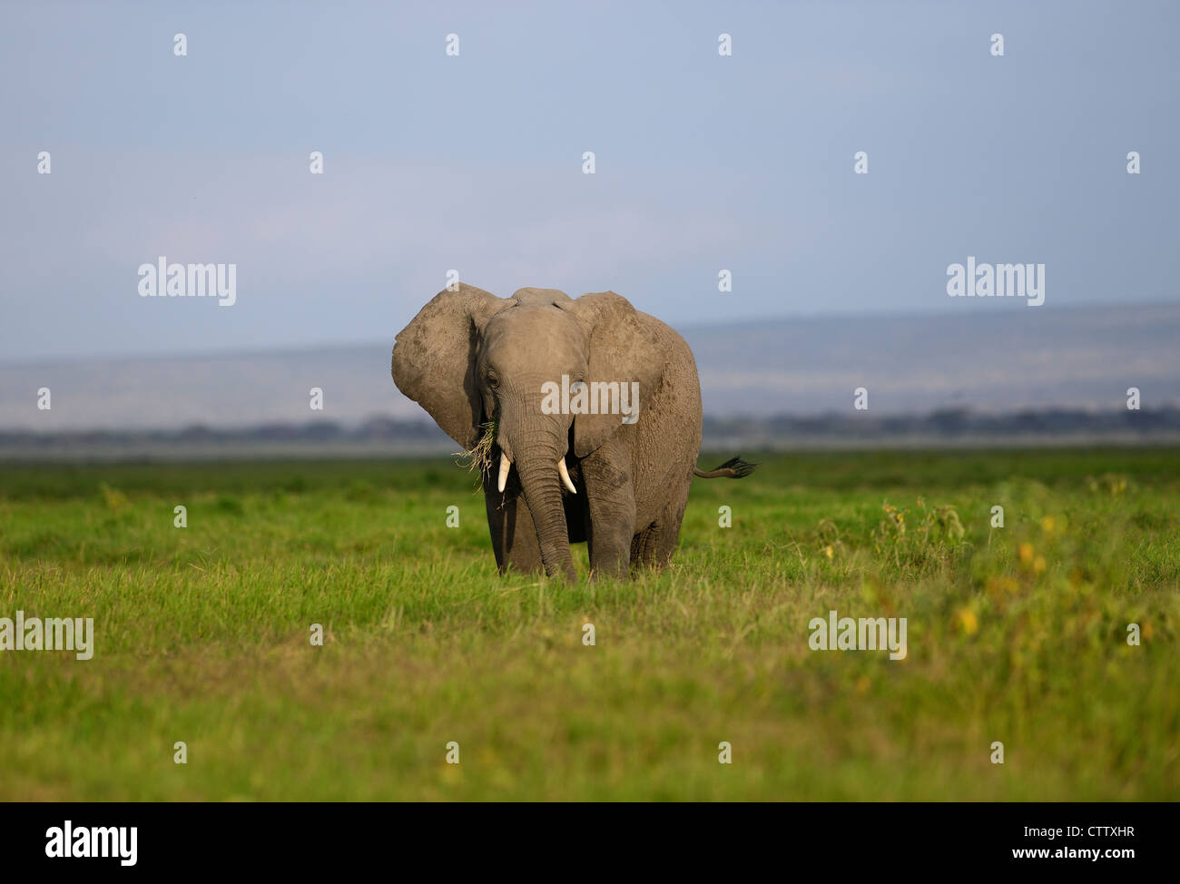 I giovani dell' elefante africano nella prateria in grande luce nel Parco Nazionale della Sierra Nevada, Spagna Foto Stock