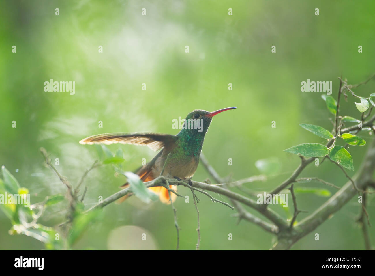 Buff-panciuto Amazilia colibrì yucatanensis Sabal Palm Santuario Texas, Stati Uniti d'America BI022857 Foto Stock
