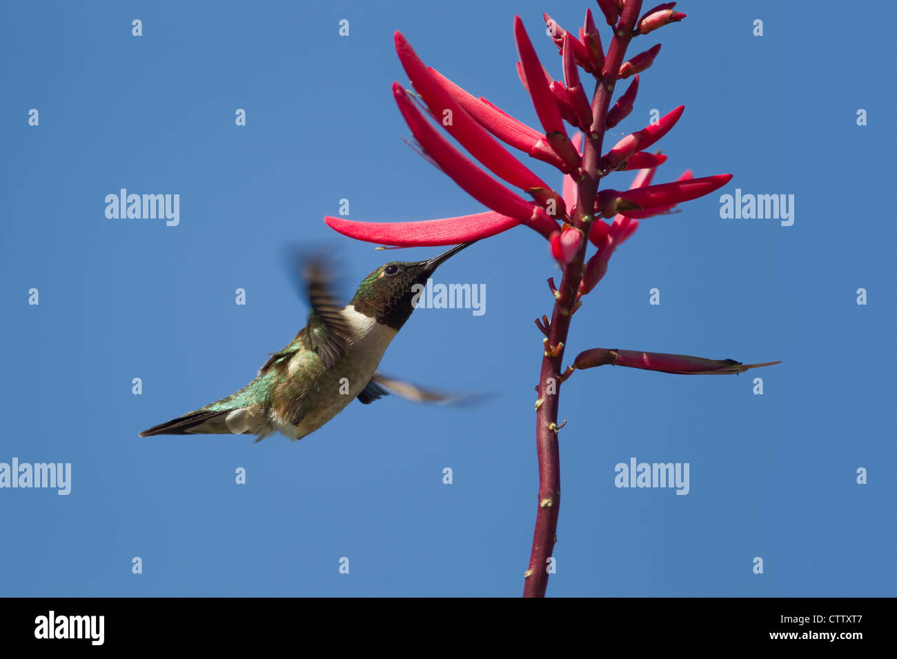 Ruby-throated Hummingbird alimentazione maschio al flower Archilocus colubris Port Aransas Texas, Stati Uniti d'America BI022861 Foto Stock