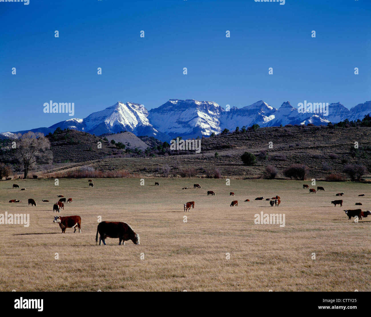 Incroci il bestiame al pascolo ai piedi delle montagne / COLORADO Foto Stock