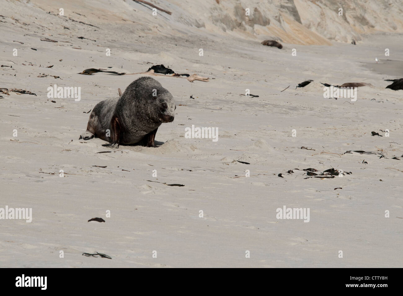 Nuova Zelanda leone di mare rilassante sulla spiaggia della Baia di Sandfly presso la costa del Pacifico in Nuova Zelanda la penisola di Otago. Nickerchen Foto Stock