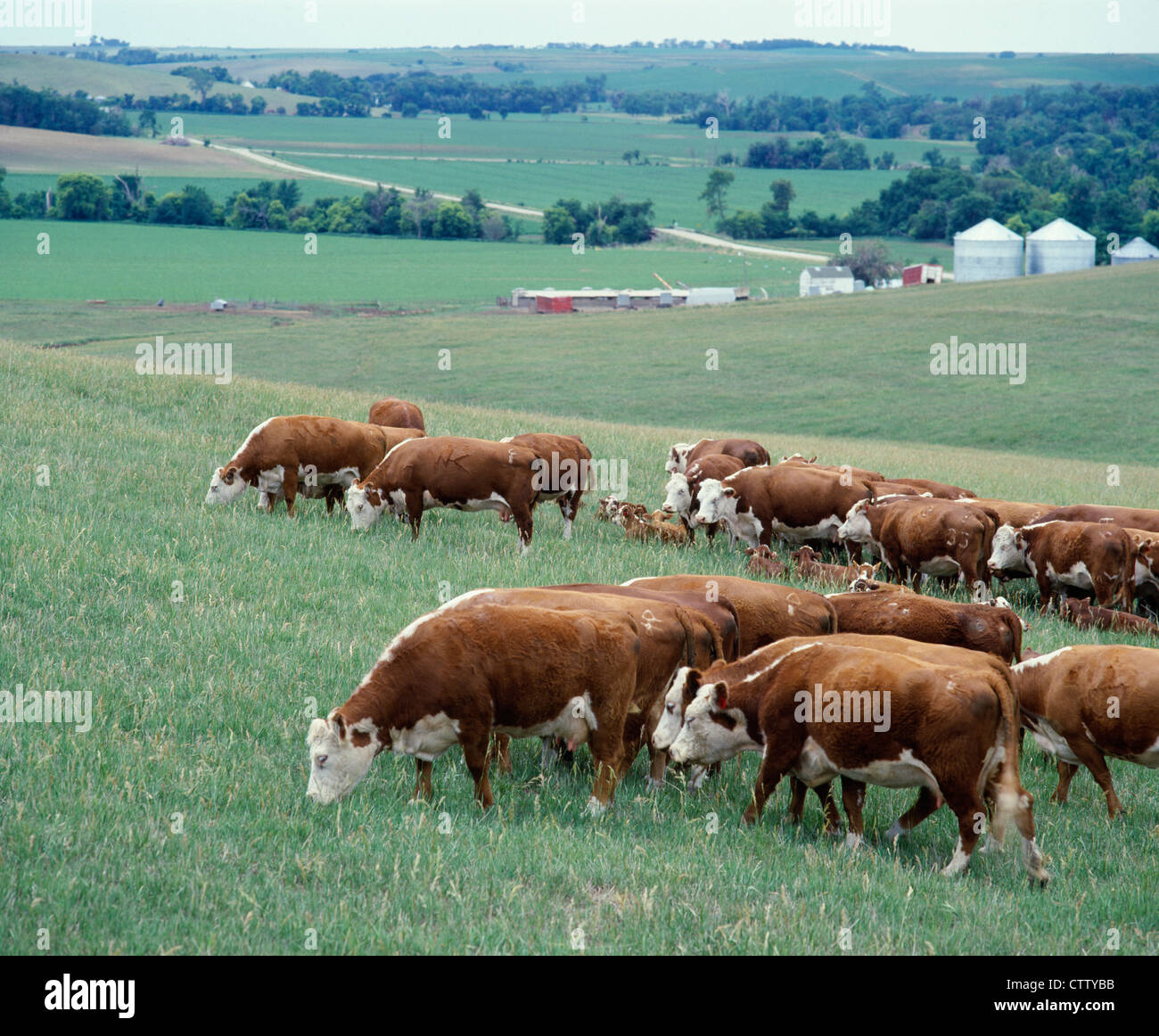 HEREFORD vacche con tori di MAGNUM E HEREFORD-MAGNUM CROCE VITELLI Foto Stock