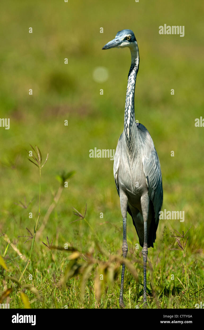 A testa nera heron nel Masai Mara, Kenya Foto Stock