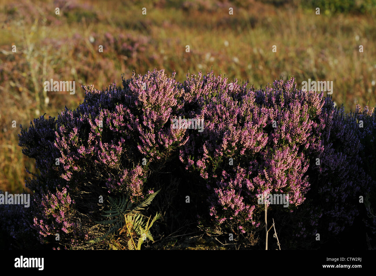 Campana viola erica Erica Cinerea, Ericaceae a campana, fiore viola, Emlagh Bog, Kells, Co.Meath, Irlanda Foto Stock