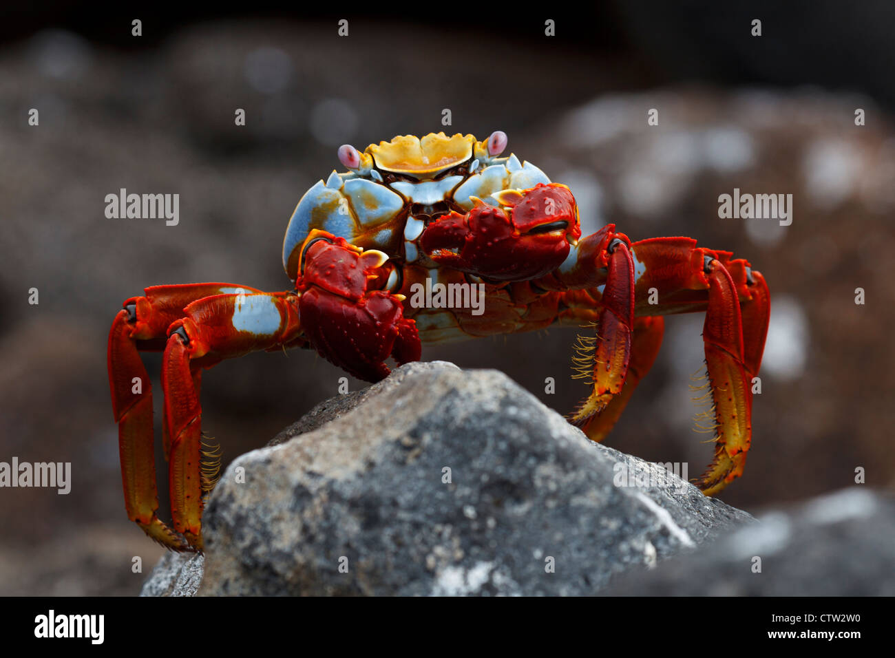 Sally Lightfoot Crab (Grapsus grapsus) in piedi su una roccia lavica, North Seymour Island Galapagos Ecuador. Foto Stock
