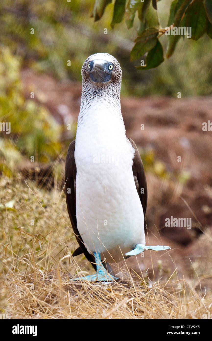 Un dancing Blu-footed Booby (Sula nebouxii), Isole Galapagos National Park, North Seymour Island, Galapagos, Ecuador Foto Stock