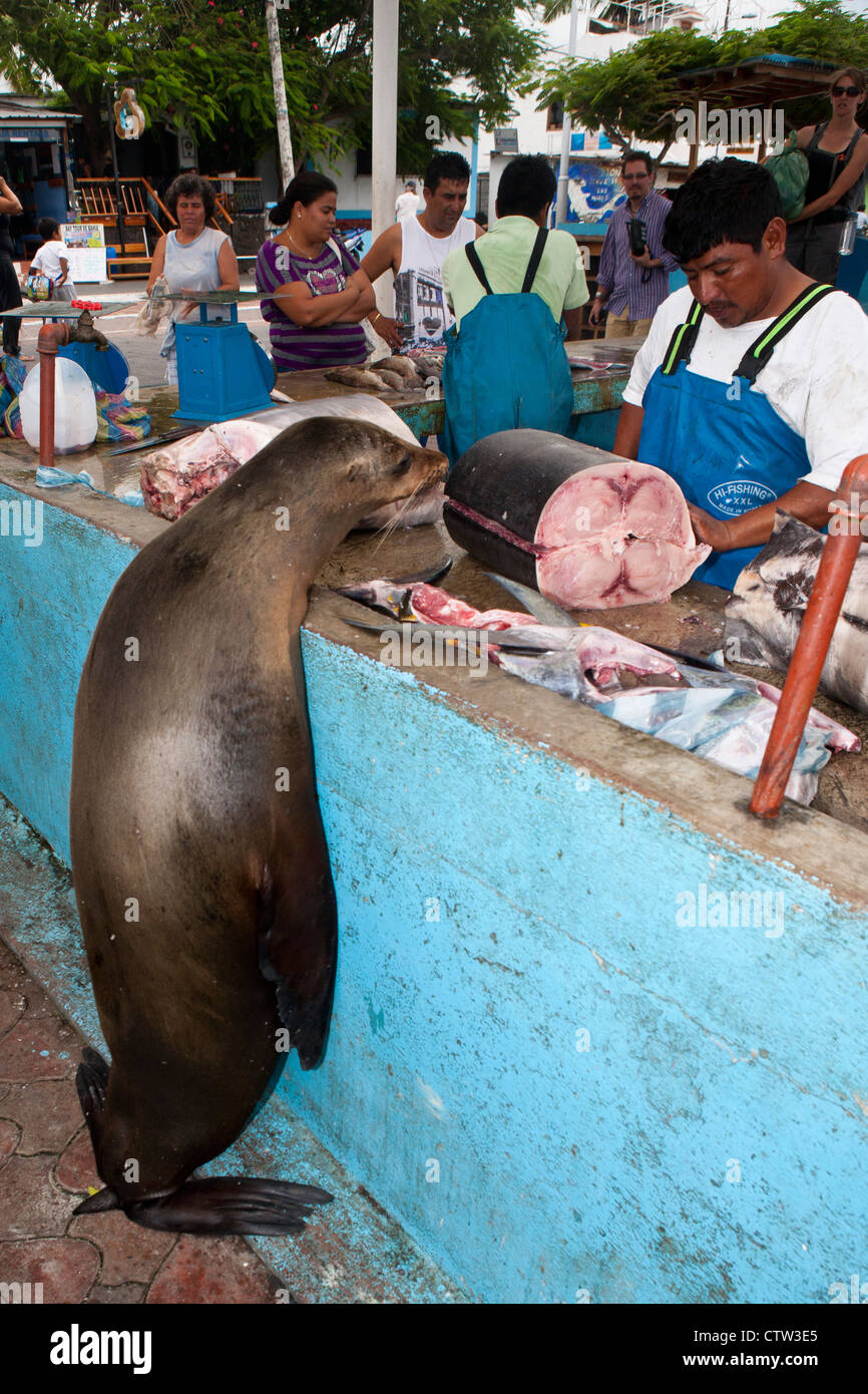 Un Galapagos Sea Lion (Zalphus wollebacki) orologi uomo tagliare il pesce appena pescato in vendita presso il mercato del pesce di Puerto Ayora, Isola di Santa Cruz, Galapagos, Ecuador Foto Stock