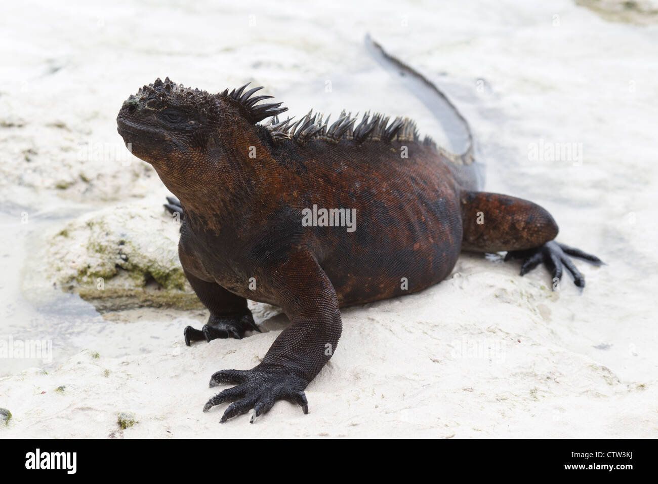 Iguana marina (Amblyrhynchus cristatus) esce l'acqua, La Tortuga Bay, Isole Galapagos National Park, Isola di Santa Cruz, Galapagos, Ecuador Foto Stock