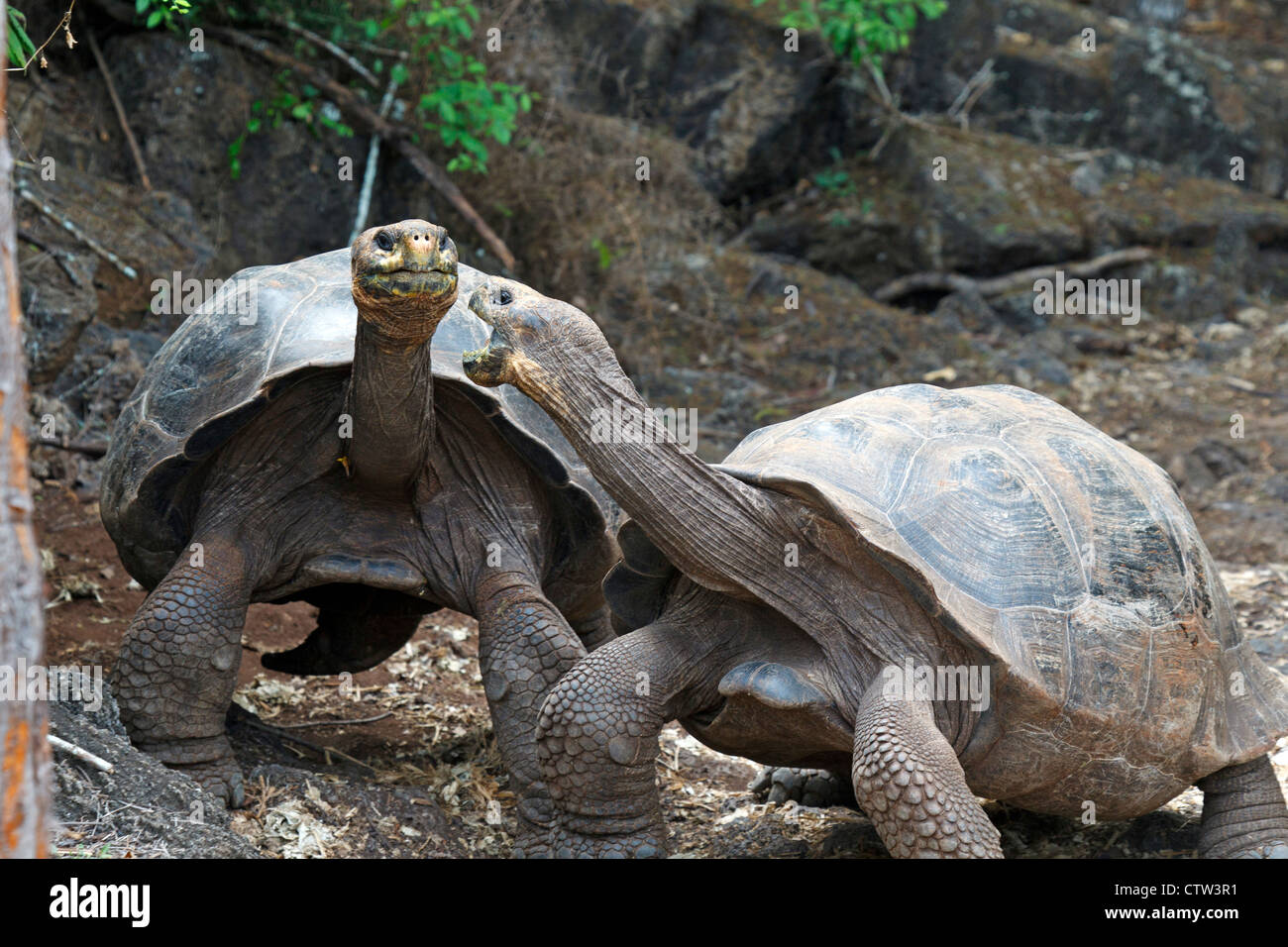 Una coppia di combattere le Galapagos tartarughe giganti (Chelonoidis nigra), Charles Darwin Research Station, Isole Galapagos National Park, Isola di Santa Cruz, Galapagos, Ecuador Foto Stock