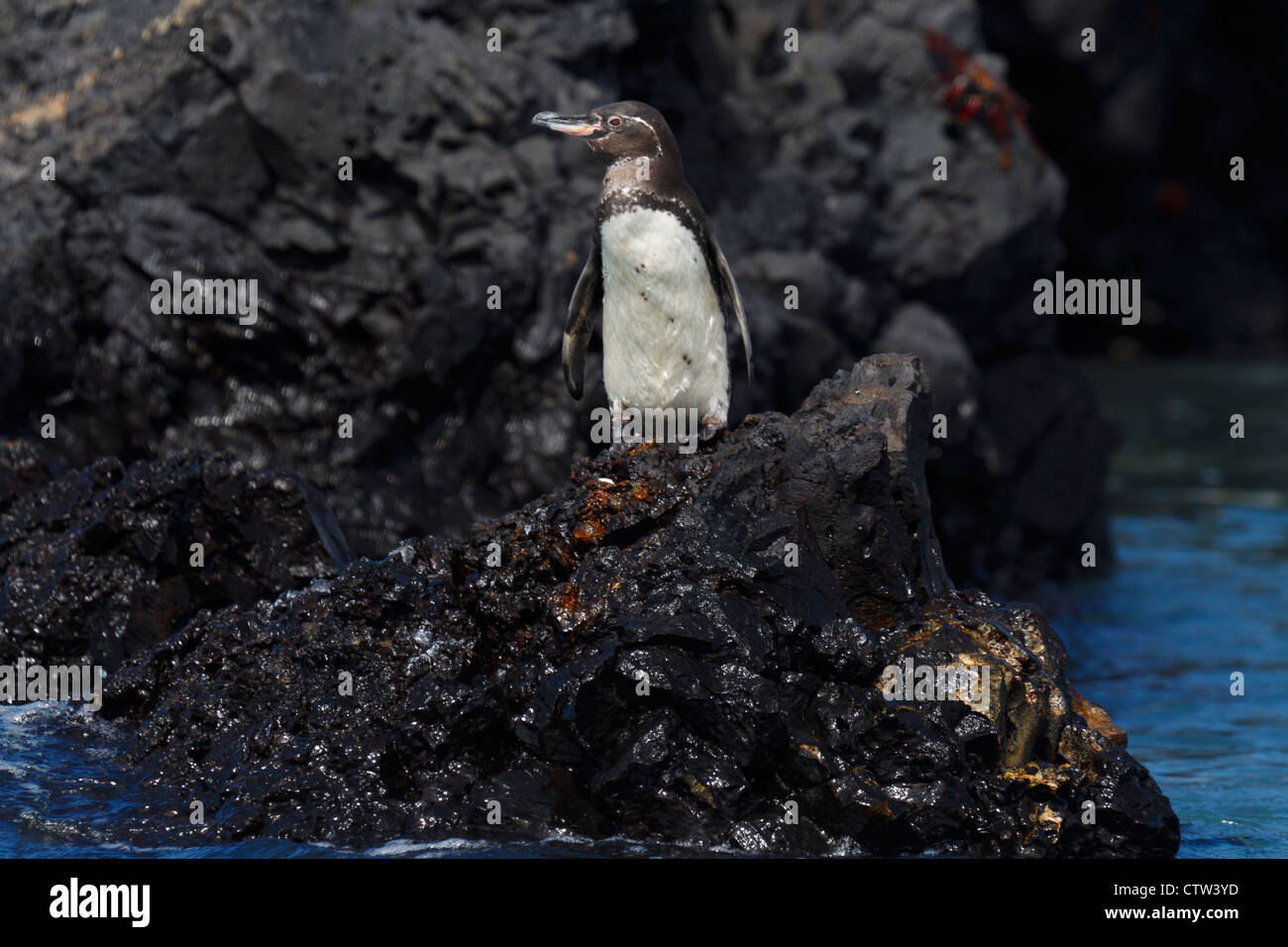 Le Galapagos Penguin (Spheniscus mendiculus) in piedi lungo la scogliera lavica su una riva, Isole Galapagos National Park, Isabela Island, Galapagos, Ecuador Foto Stock