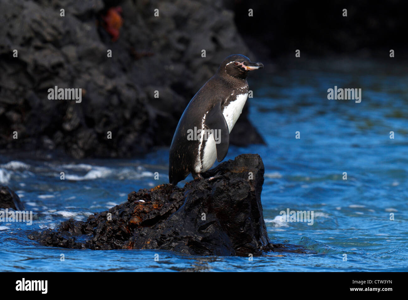 Le Galapagos Penguin (Spheniscus mendiculus) in piedi lungo la scogliera lavica su una riva, Isole Galapagos National Park, Isabela Island, Galapagos, Ecuador Foto Stock