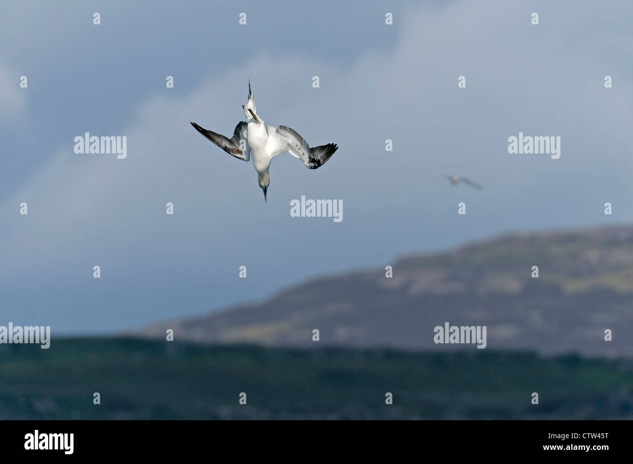 Northern gannet (Morus bassanus) immergere le immersioni per i pesci in mare loch. Isle of Mull, Scozia. Giugno. Foto Stock