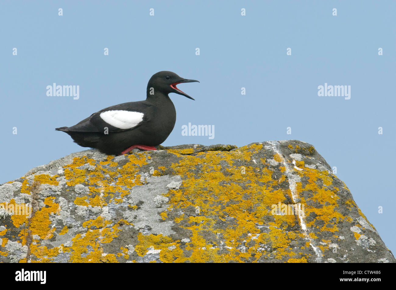 Nero a Guillemot o 'tystie' (Cepphus grylle) adulti in estate piumaggio. Isole Shetland. Giugno. Foto Stock