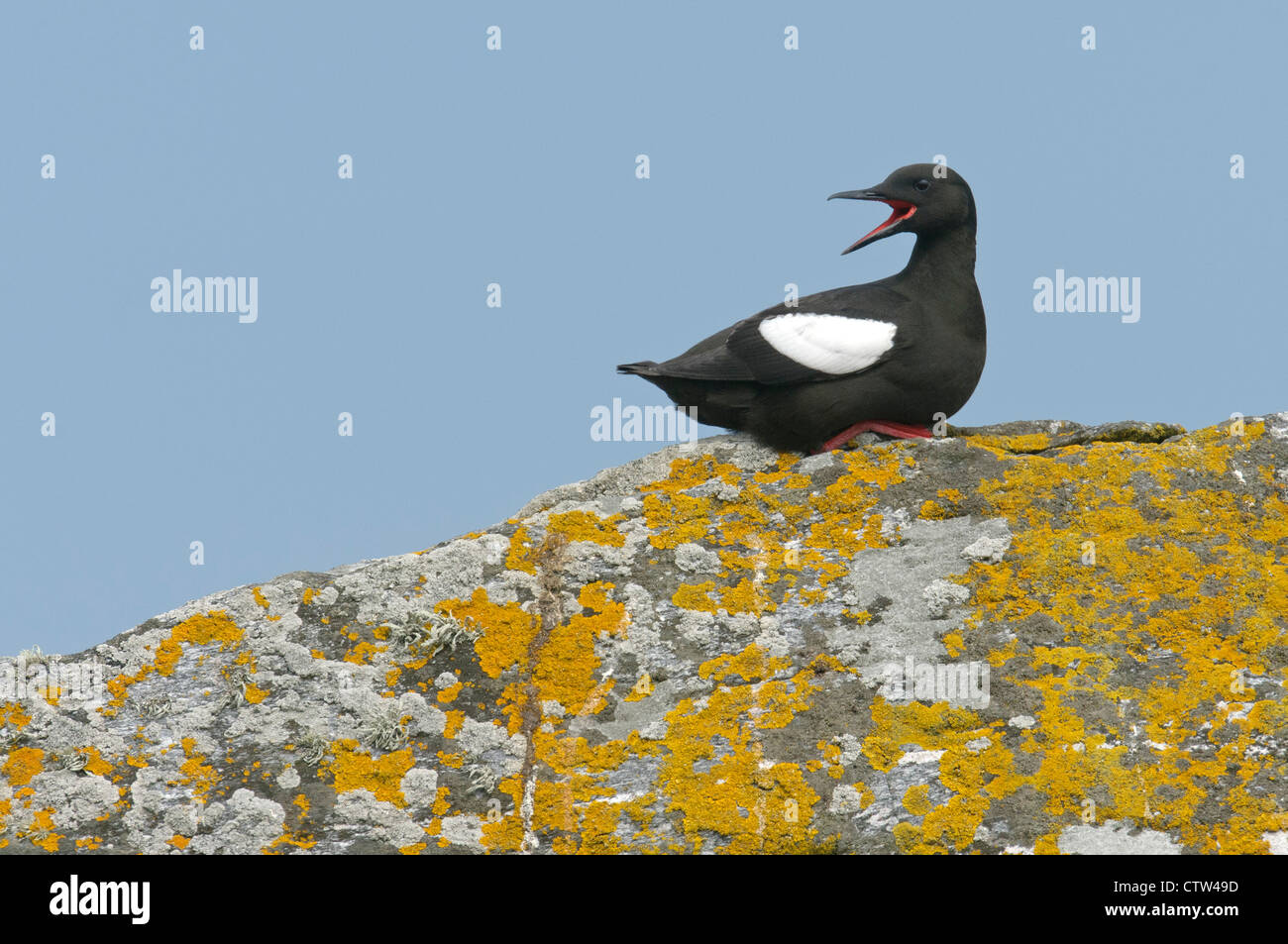 Nero a Guillemot o 'tystie' (Cepphus grylle) adulti in estate piumaggio. Isole Shetland. Giugno. Foto Stock