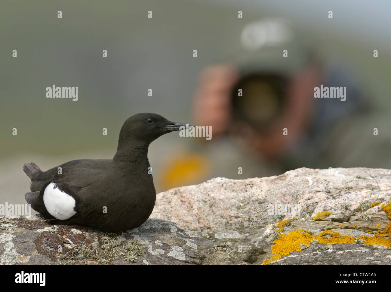 Nero a Guillemot o 'tystie' (Cepphus grylle) e il fotografo. Isole Shetland. Giugno. Foto Stock