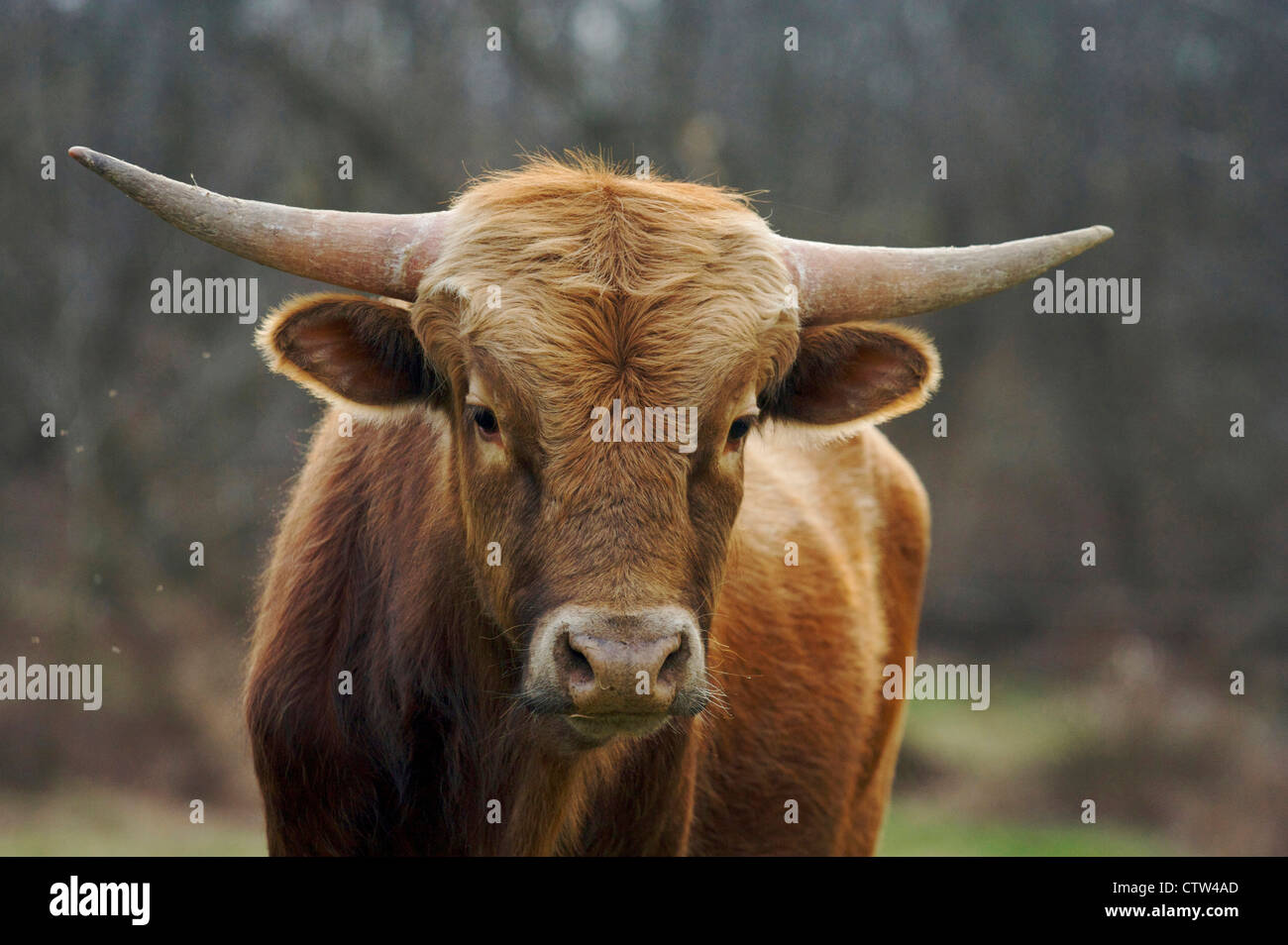 In prossimità di incroci di bovini da carne con corna Foto Stock