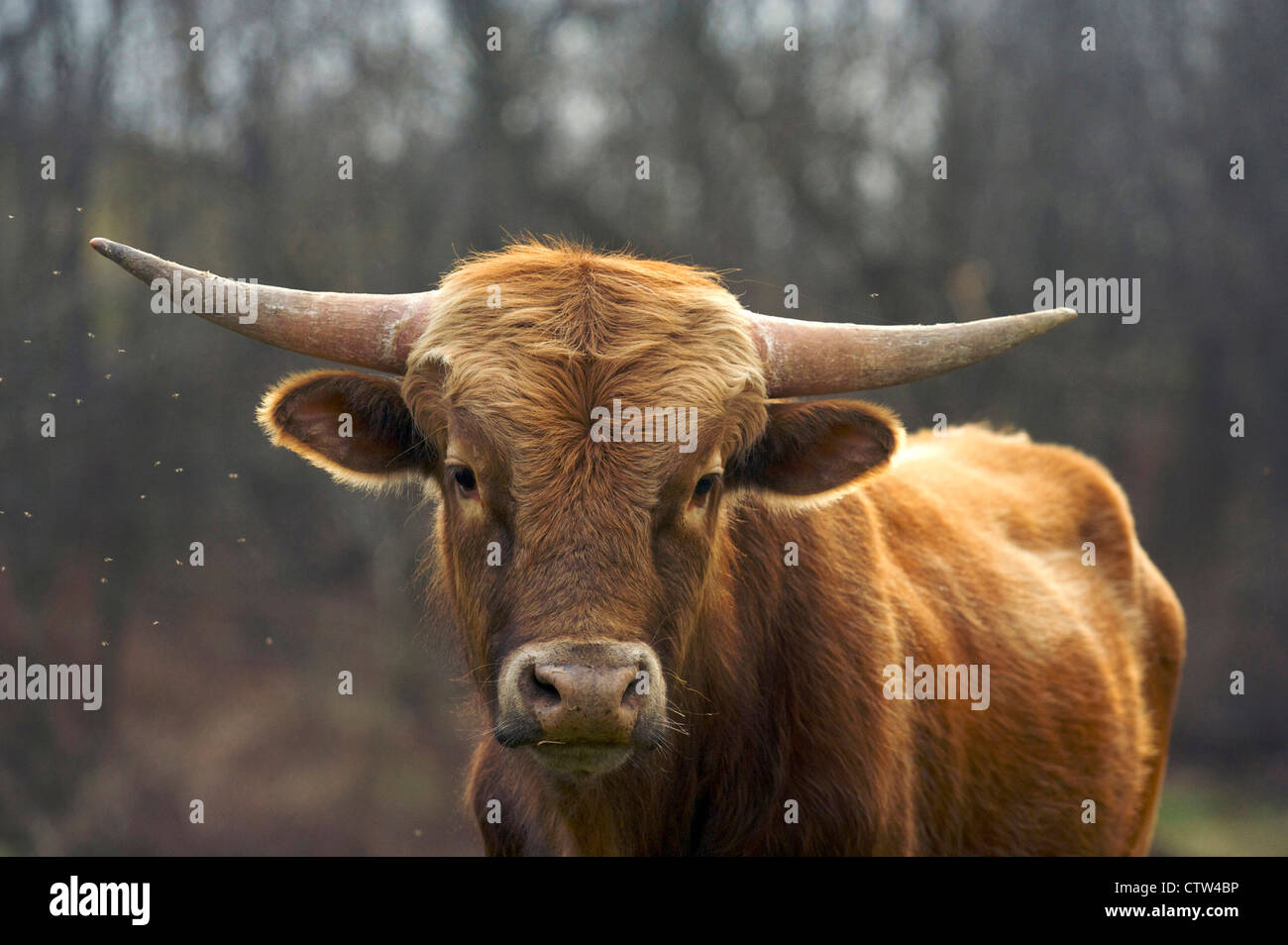 In prossimità di incroci di bovini da carne con corna Foto Stock