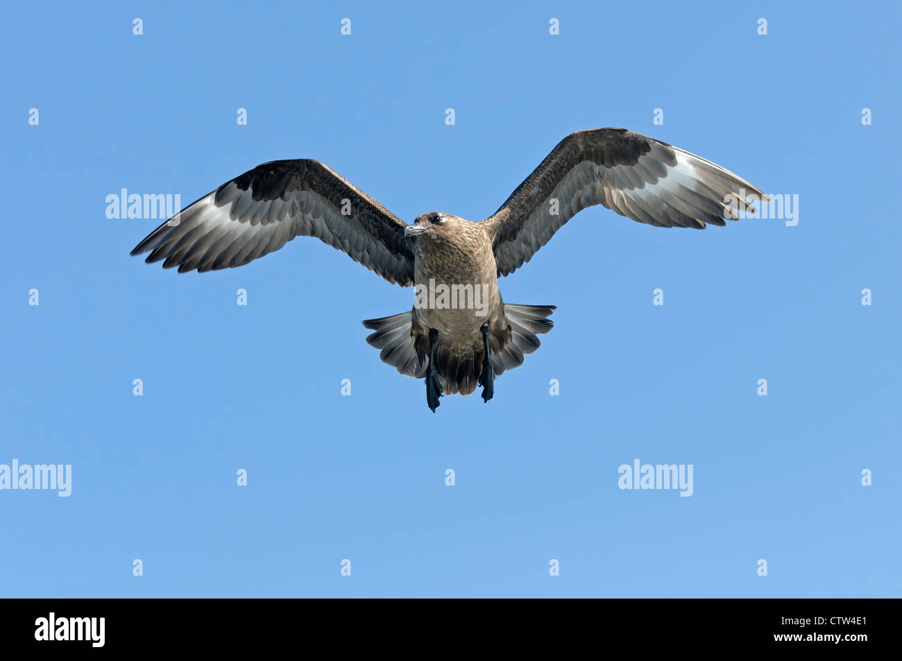 Grande skua o 'bonxie' (Sterocararius skua) in volo. Isole Shetland. Giugno. Foto Stock