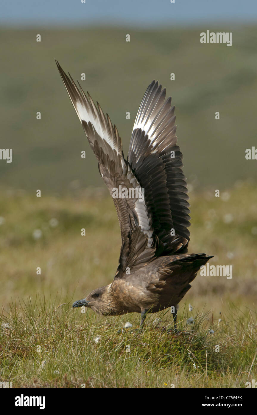 Ala territoriale sollevando il display di grande skua o 'bonxie' (Stercorarius skua). Isole Shetland. Giugno. Foto Stock