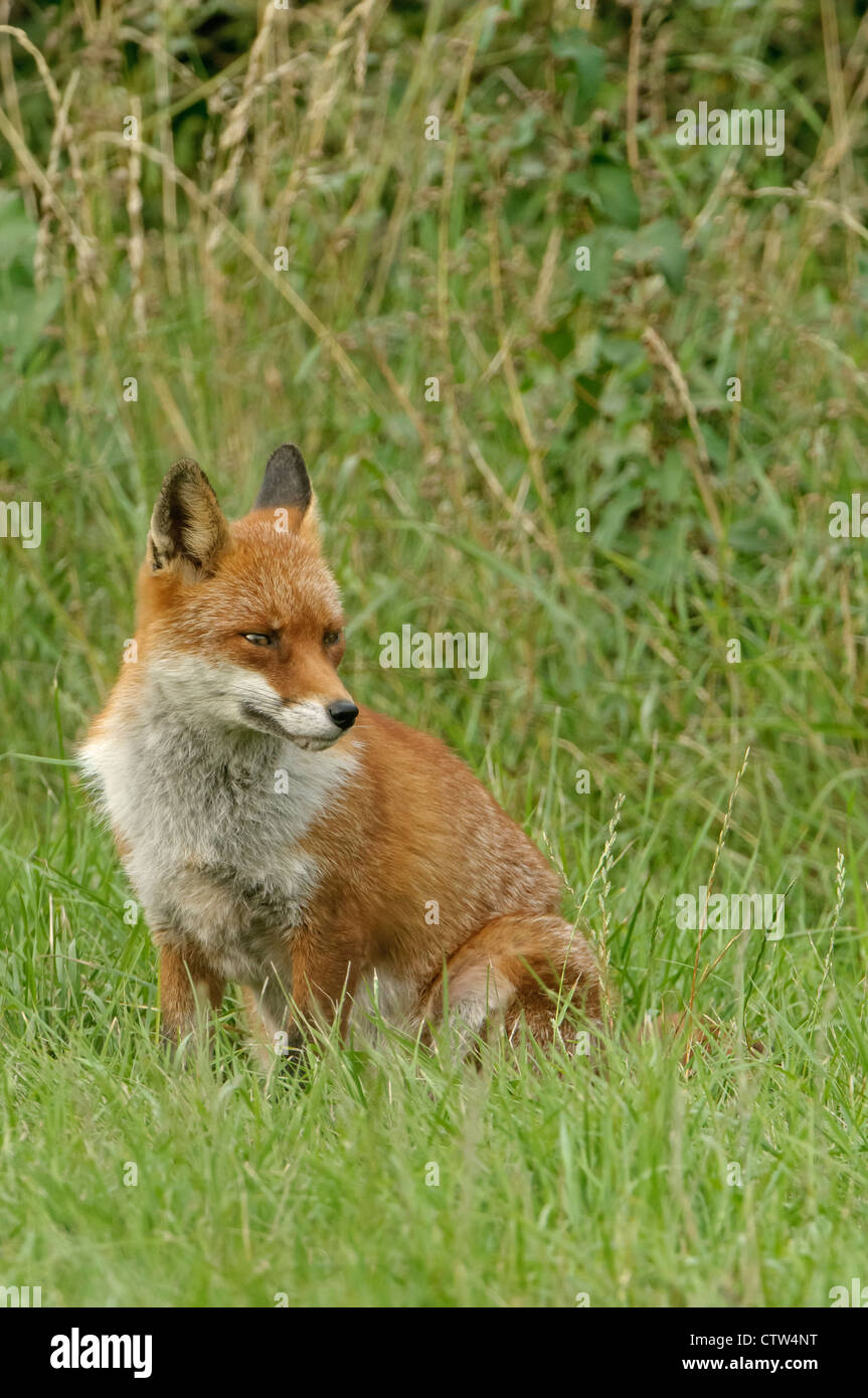 Red Fox (Vulpes vulpes vulpes) da siepe vicino a una discarica in Essex. Agosto 2011. Foto Stock