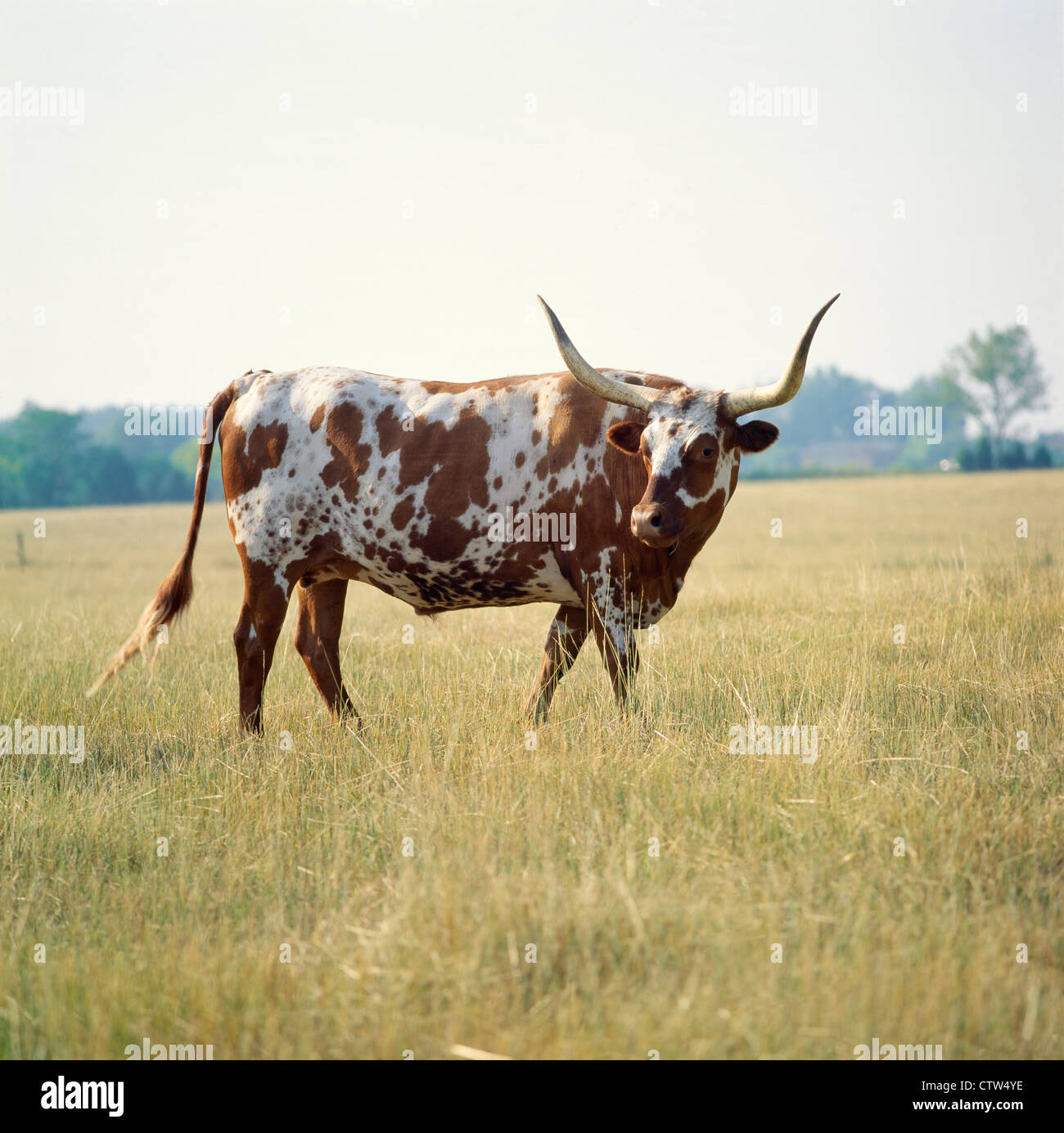 8 anno vecchio TEXAS LONGHORN STEER / GEORGIA Foto Stock