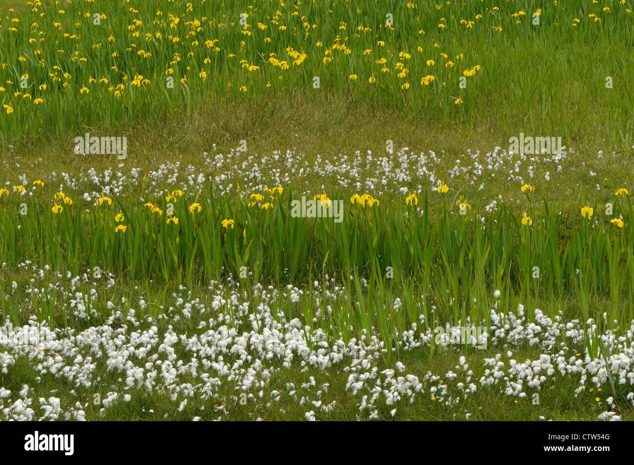 Prato umido sul isola di Yell, Shetland, con bog cotone (Eriophorum angustifolium) e iris gialla (Iris pseudacorus). Foto Stock