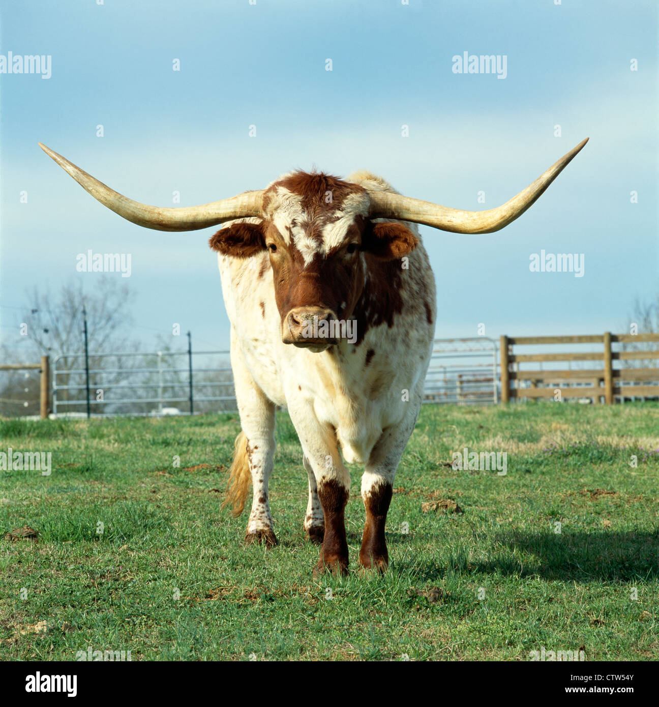 Lentiggini IL TEXAS LONGHORN - da 4 a 5 anni con un 6 piedi la diffusione AVVISATORE ACUSTICO / GEORGIA Foto Stock