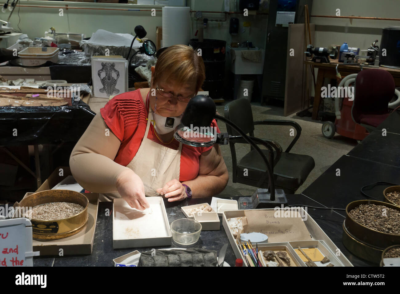 Un archeologo setaccia attraverso piccole ossa in laboratorio - USA Foto Stock