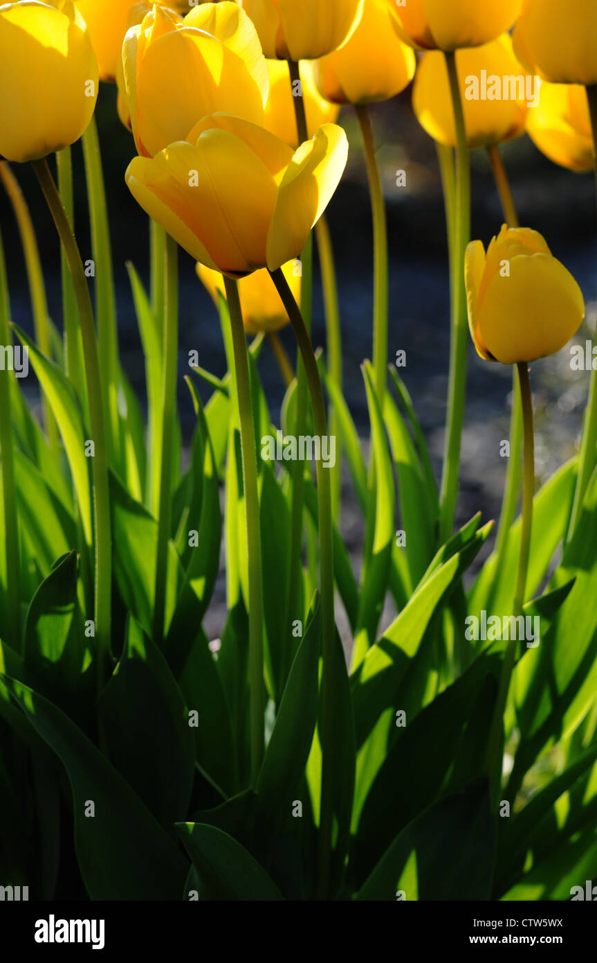 Tulipani gialli in piena fioritura. Il tulip è un perenne, pianta bulbosa con vistose fioriture in genere Tulipa. Foto Stock