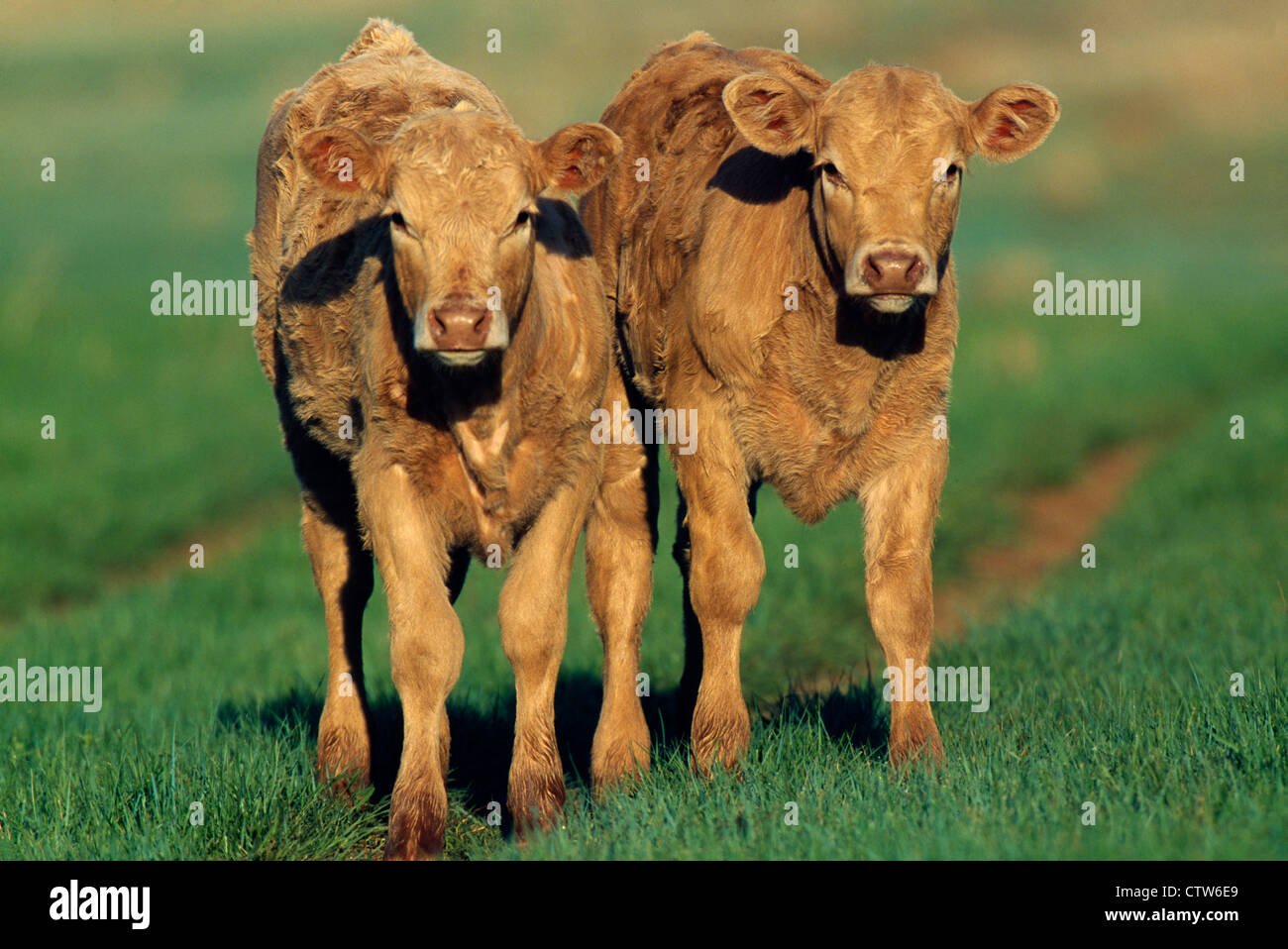 Coppia di eccellenti rossi ANGUS X CHAROLAIS incroci vitelli / Dakota del Sud Foto Stock