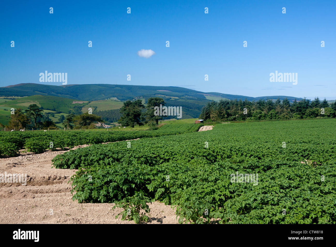 Campo di patate con Radnor Forest Hills in background nei pressi di Knighton Powys Wales UK Foto Stock