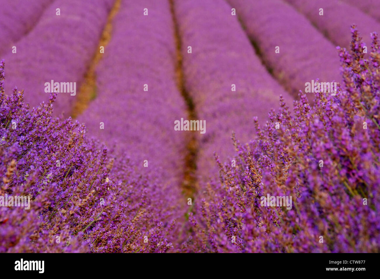 In mezzo ad un campo di lavanda, vicino Shoreham, Kent Foto Stock