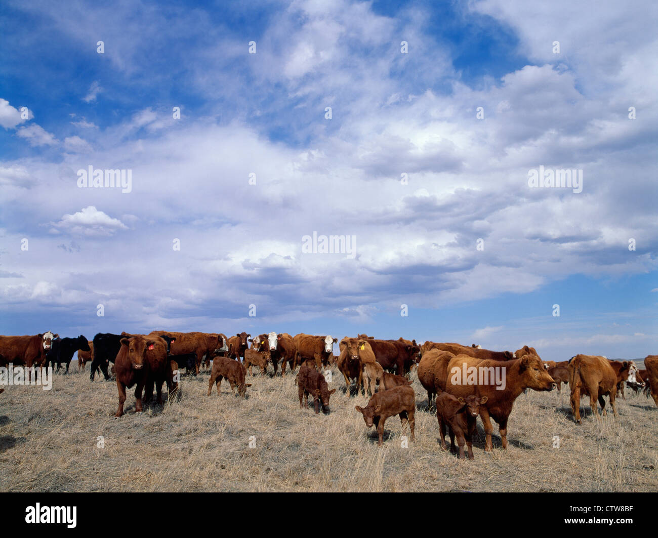 Allevamento di rosso e ANGUS HEREFORD incroci Vacche e vitelli nella primavera del pascolo / nevada Foto Stock