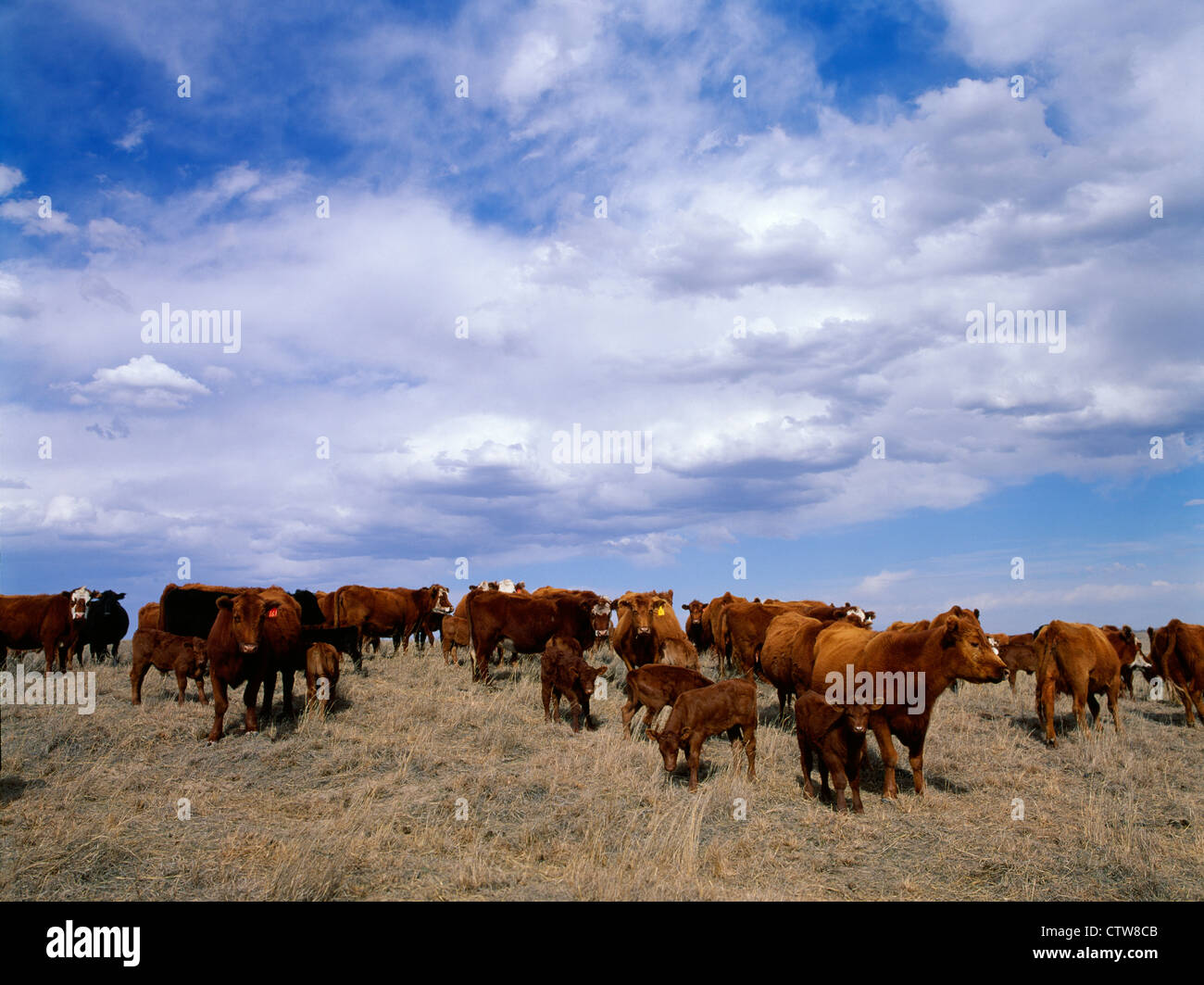 Allevamento di rosso e ANGUS HEREFORD incroci Vacche e vitelli nella primavera del pascolo / nevada Foto Stock