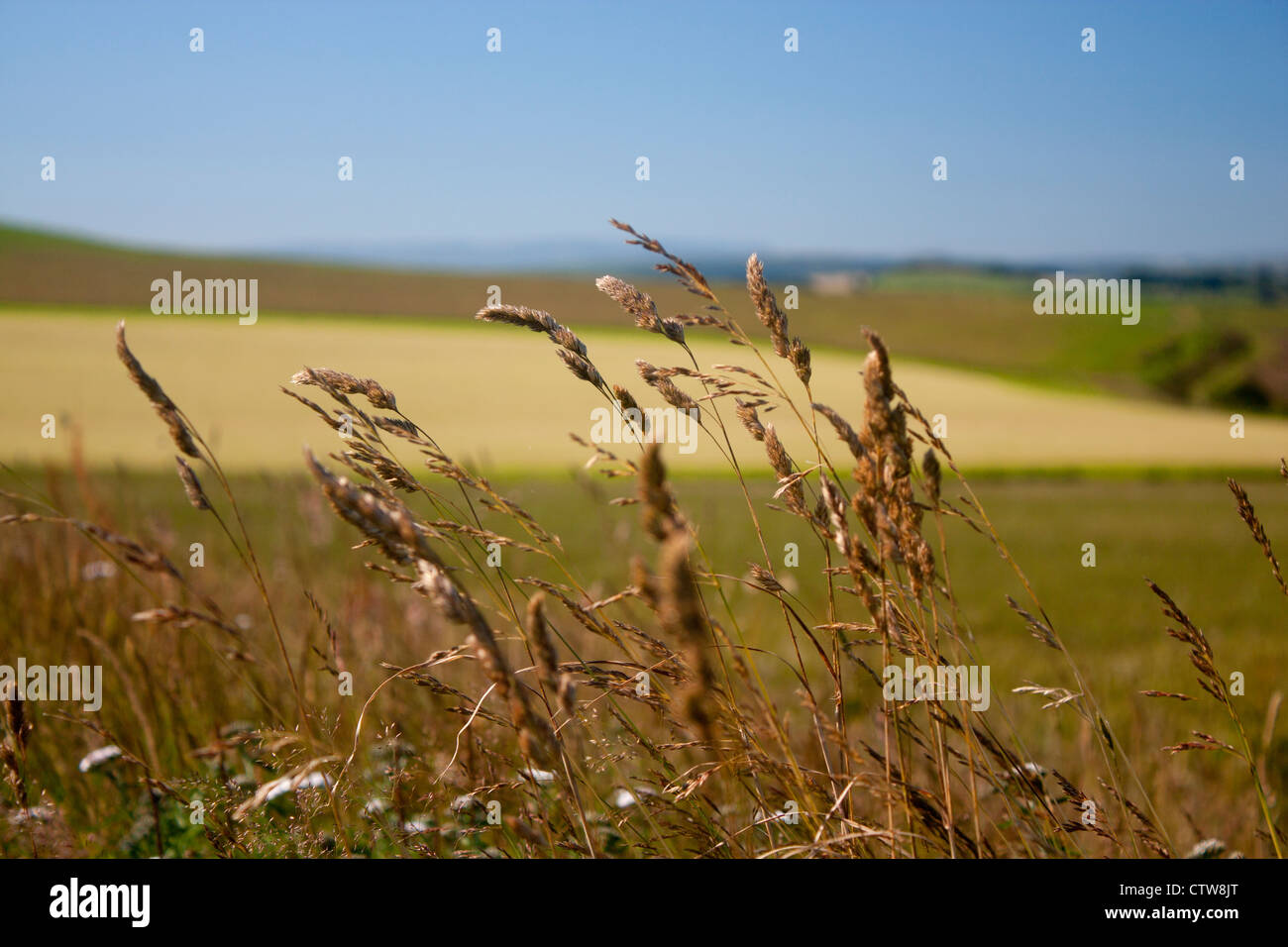 Erbe in campo con taglio campo di fieno in background Powys Wales UK Foto Stock
