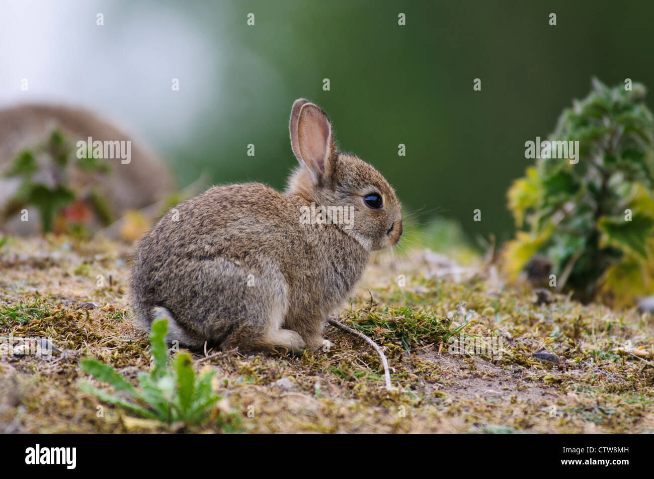 Un coniglio giovane kit (oryctolagus cuniculus) seduto su una banca erbosa a RSPB Minsmere, Suffolk. Maggio. Foto Stock